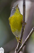 Nashville Warbler