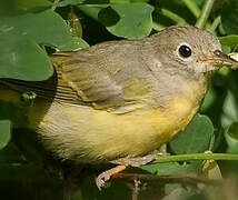 Nashville Warbler