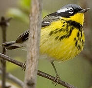 Magnolia Warbler