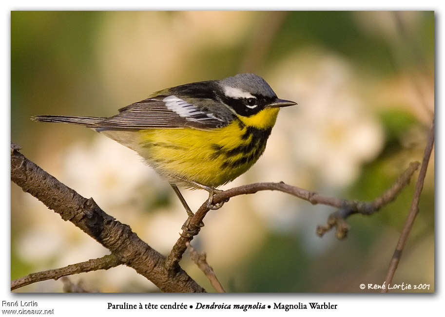 Magnolia Warbler male adult breeding, identification