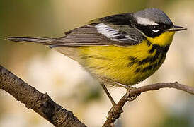 Magnolia Warbler