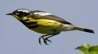 Magnolia Warbler