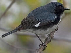 Black-throated Blue Warbler