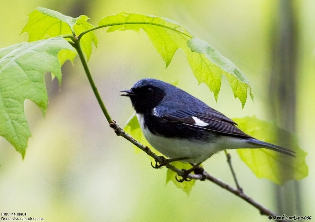 Paruline bleue mâle adulte