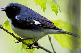 Black-throated Blue Warbler