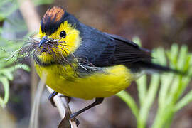 Collared Whitestart