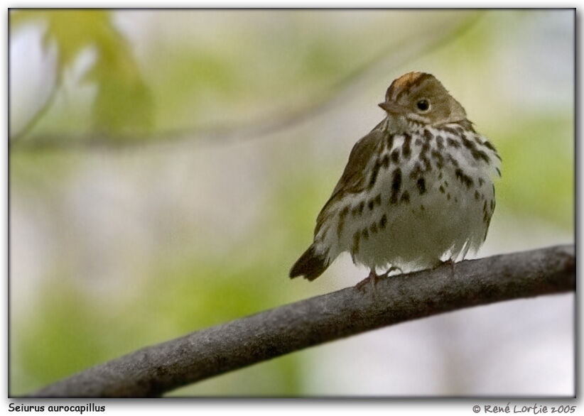 Ovenbird