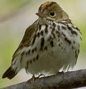 Ovenbird