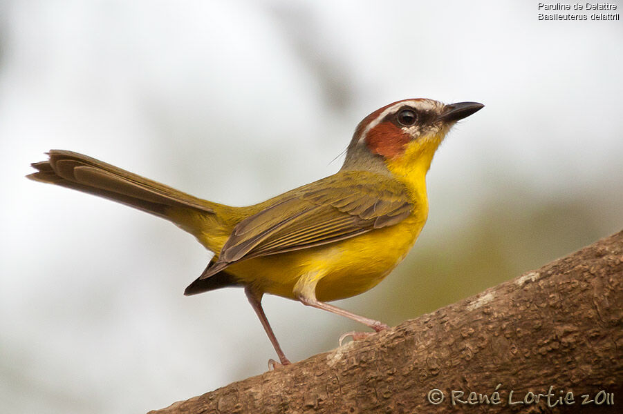 Chestnut-capped Warbleradult, identification