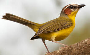 Chestnut-capped Warbler