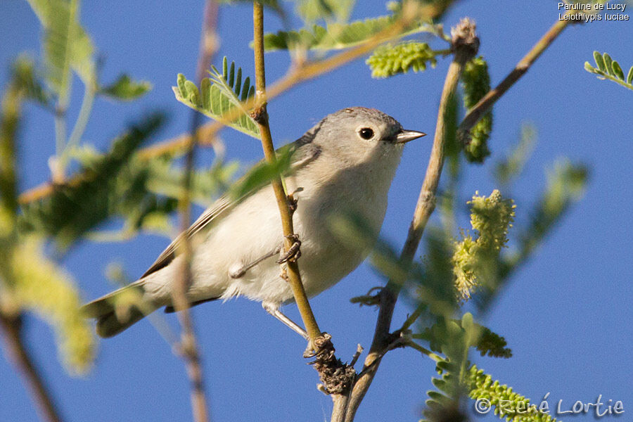 Lucy's Warbler, identification