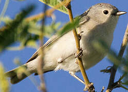 Lucy's Warbler