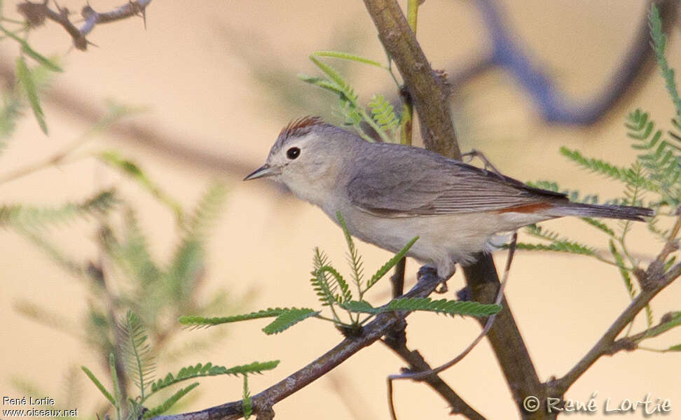 Lucy's Warbler male adult, identification