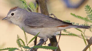 Lucy's Warbler