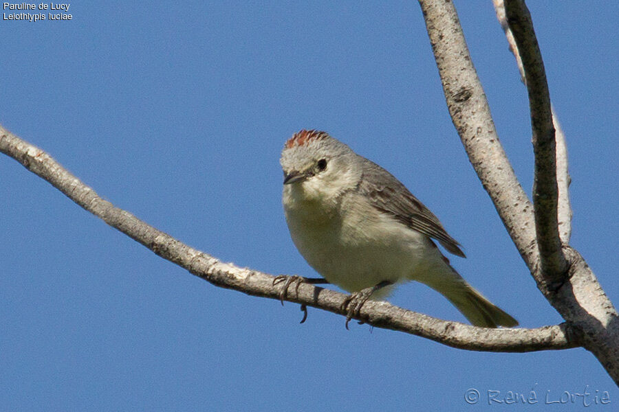 Lucy's Warbler male adult, identification