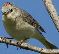 Lucy's Warbler