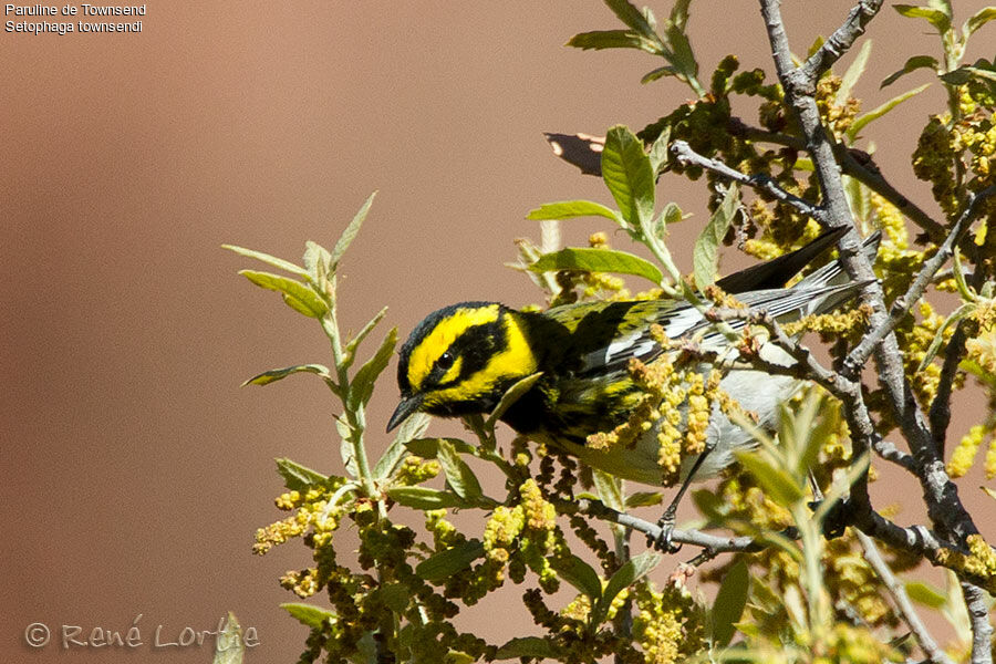 Paruline de Townsend mâle adulte, identification