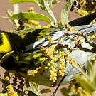 Paruline de Townsend
