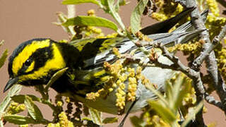 Townsend's Warbler