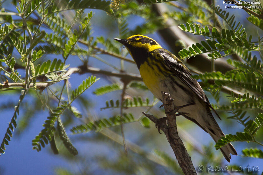 Townsend's Warbler male adult, identification