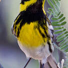 Paruline de Townsend