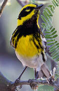 Townsend's Warbler