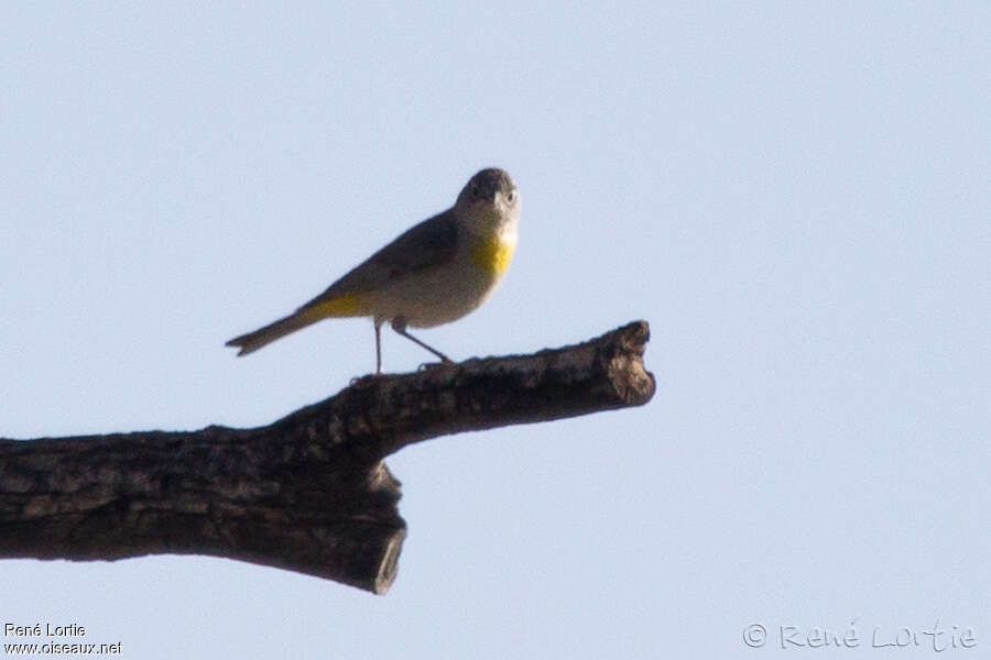 Virginia's Warbler male adult, identification