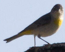 Virginia's Warbler