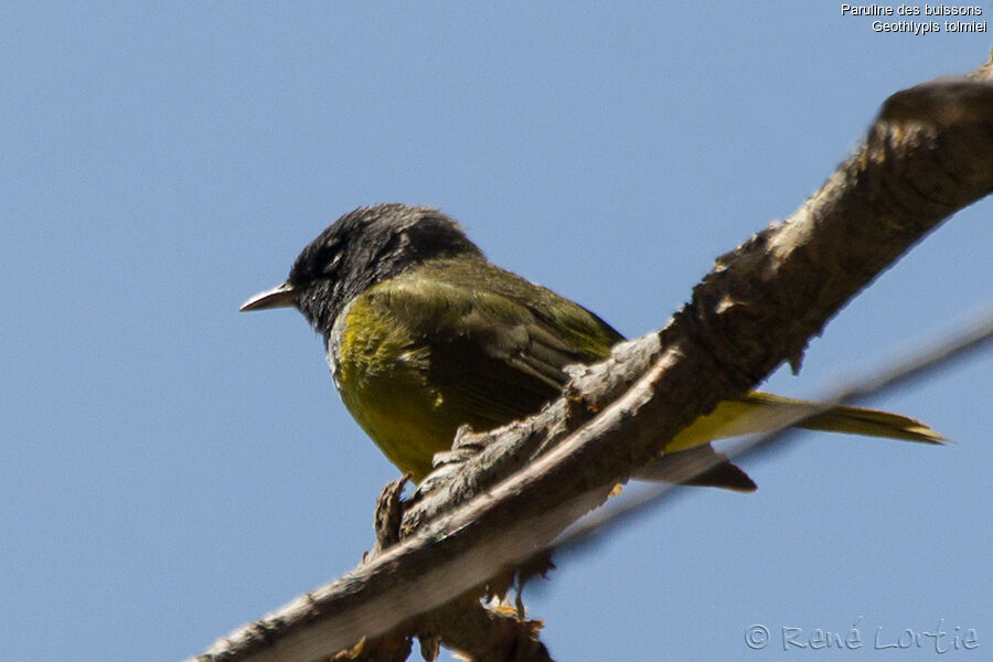 MacGillivray's Warbler male adult, identification