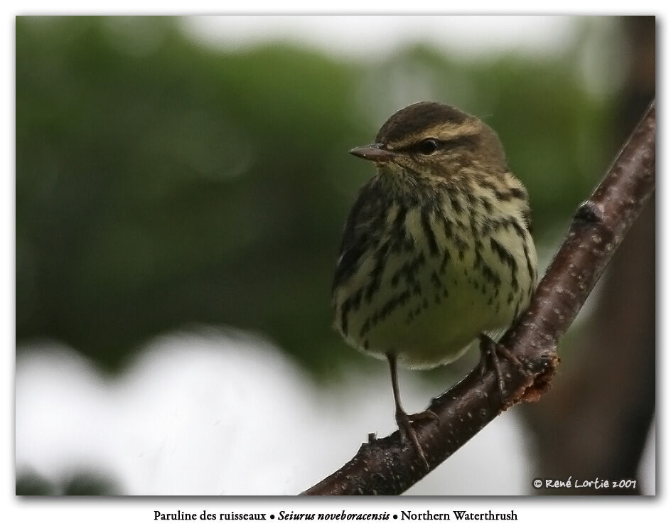 Northern Waterthrush