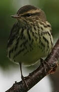 Northern Waterthrush