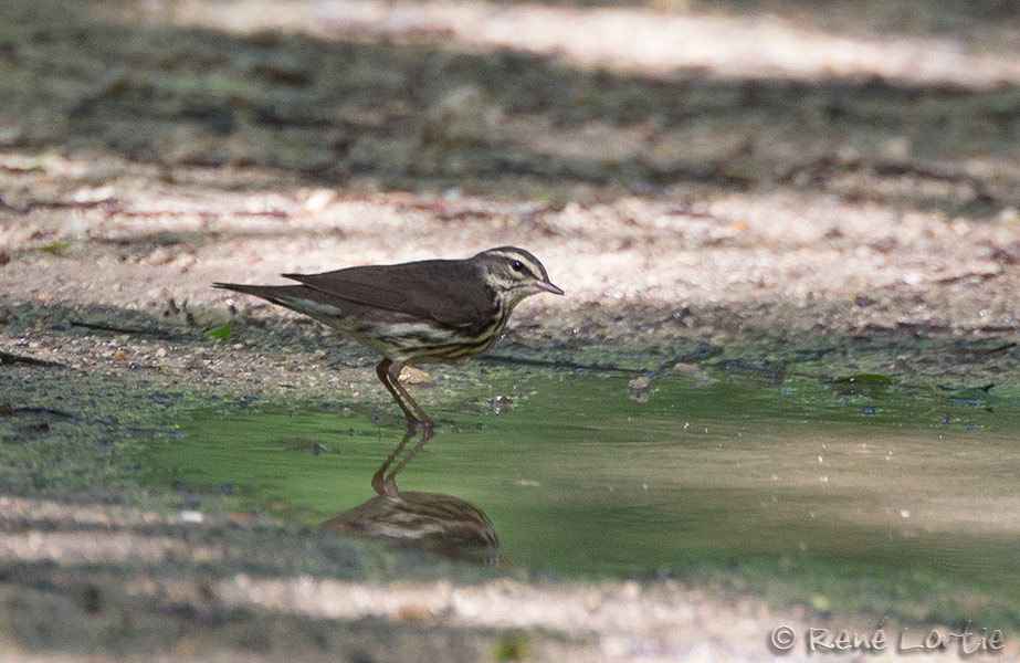 Northern Waterthrush