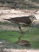 Northern Waterthrush