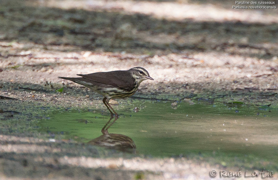 Paruline des ruisseauxadulte, identification