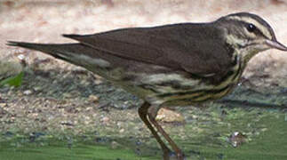 Northern Waterthrush