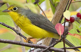 Canada Warbler