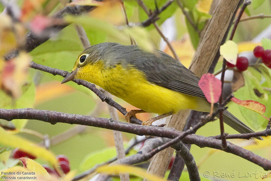 Canada Warbler female adult, identification