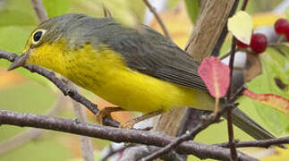 Canada Warbler