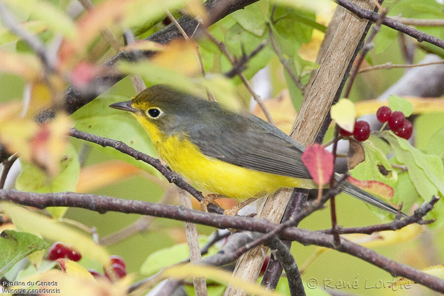 Canada Warbler female adult, identification