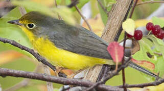 Canada Warbler