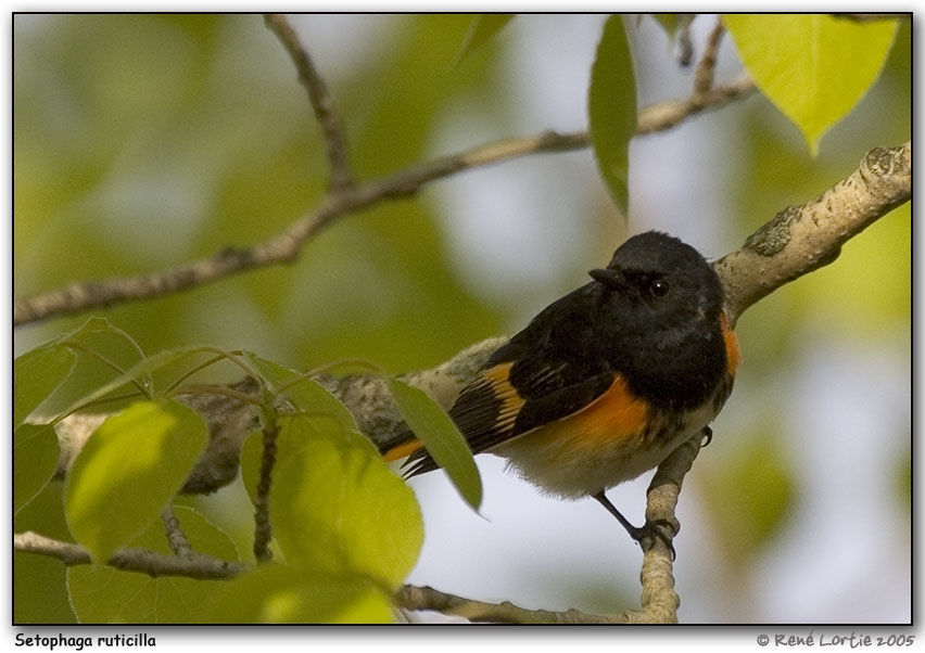 American Redstart