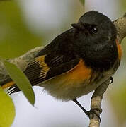 American Redstart