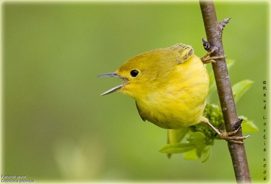 Paruline jaune