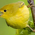 Paruline jaune