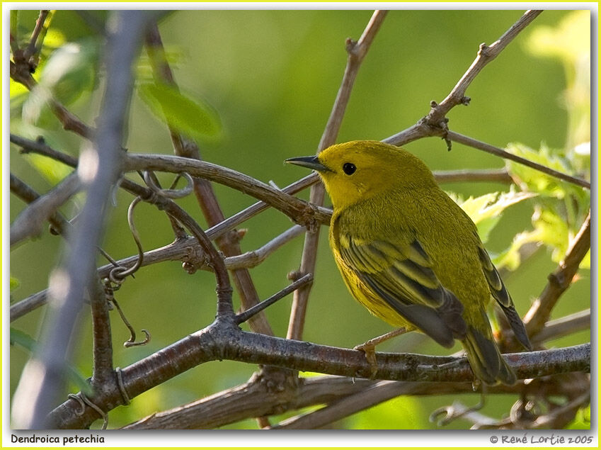 Paruline jaune