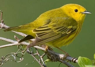 Paruline jaune