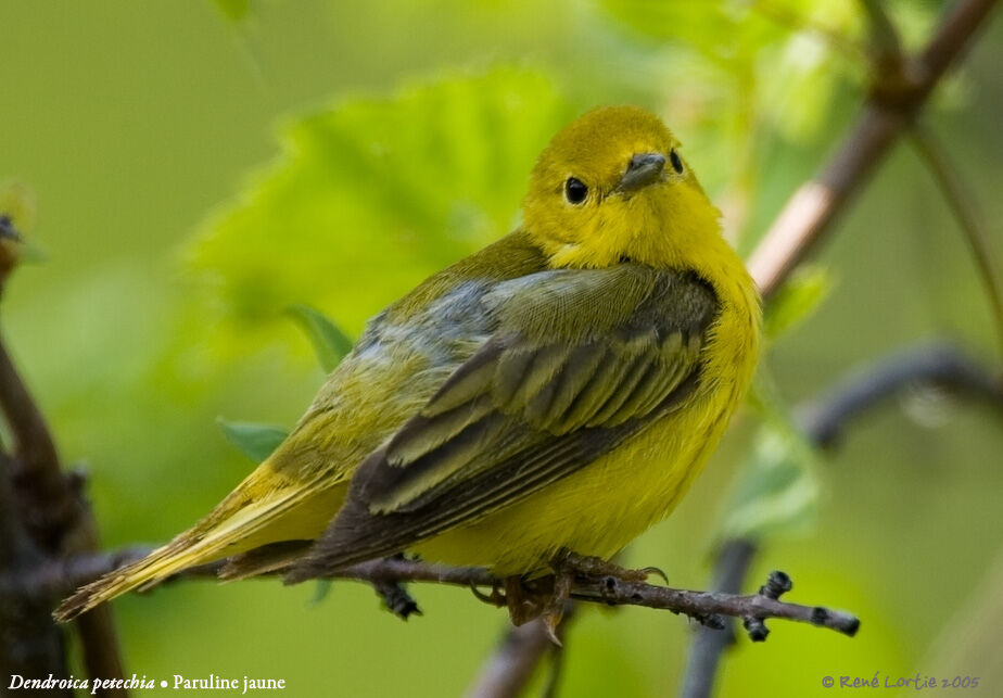 Paruline jaune