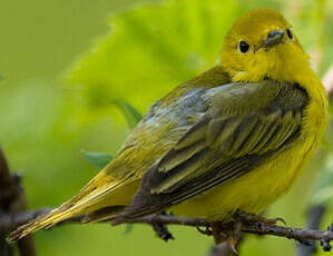 Paruline jaune