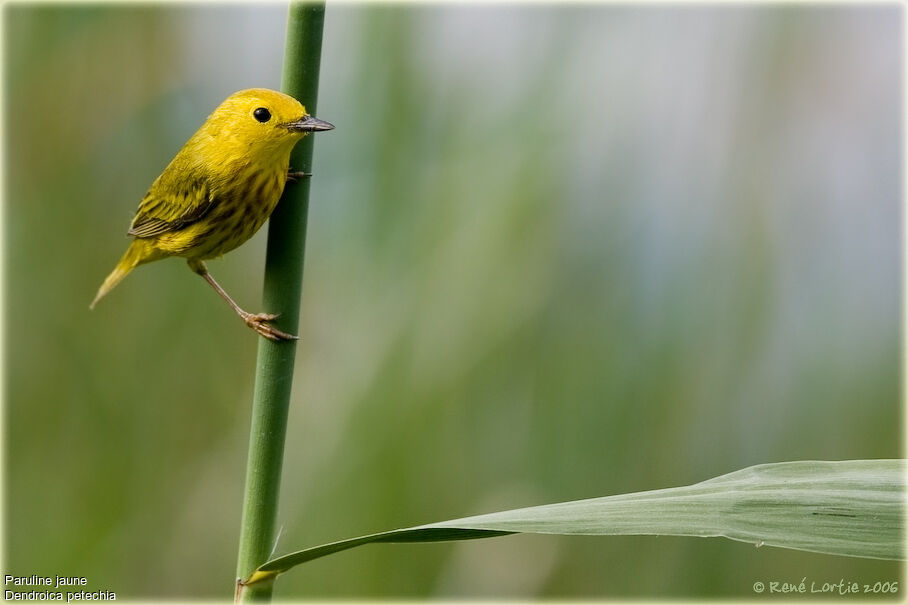 Paruline jauneadulte