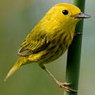 Paruline jaune